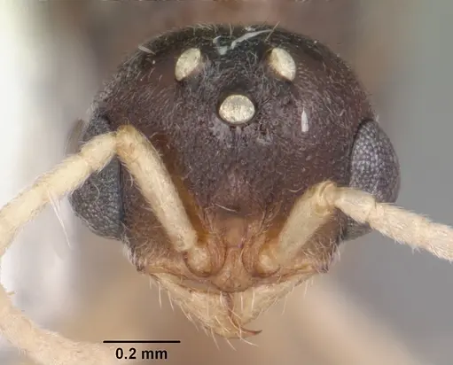 Proceratium pergandei - CASENT0104444