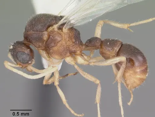 Proceratium pergandei - CASENT0104444