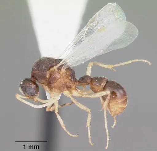 Proceratium pergandei - CASENT0104444