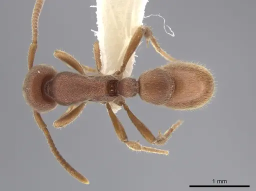 Proceratium pergandei - CASENT0643057