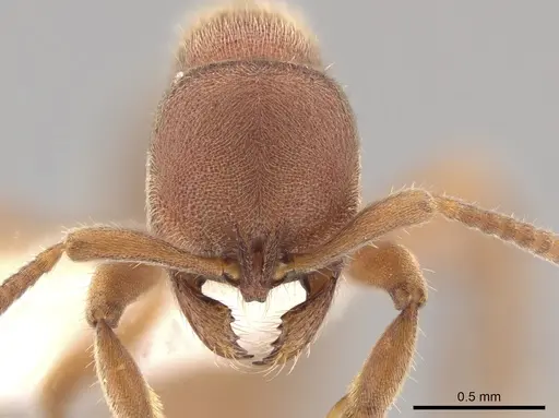 Proceratium pergandei - CASENT0643057