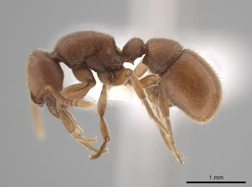 Proceratium pergandei - CASENT0643057