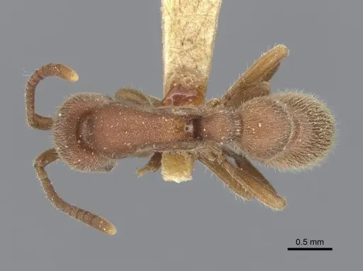 Proceratium pergandei - CASENT0903855