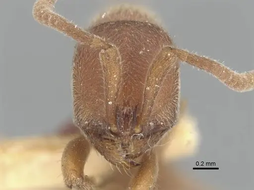 Proceratium pergandei - CASENT0903855