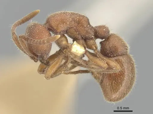 Proceratium pergandei - CASENT0903855