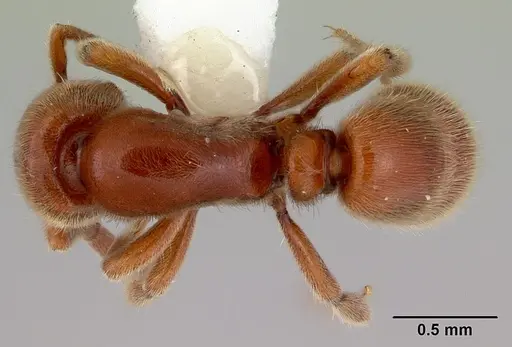 Proceratium politum specimen