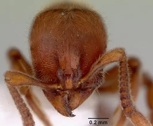 Proceratium politum specimen