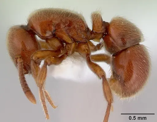 Proceratium politum specimen