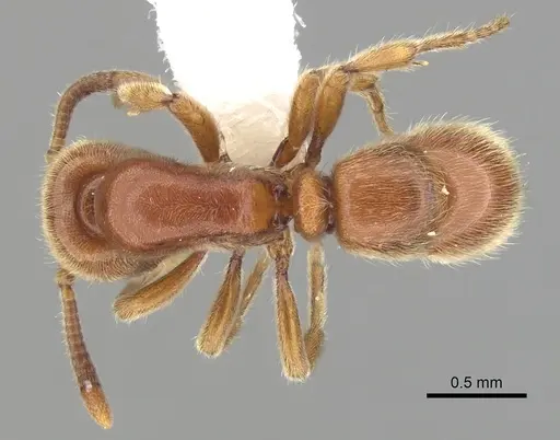 Proceratium politum - CASENT0249262