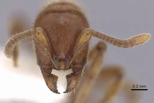 Proceratium politum - CASENT0249262