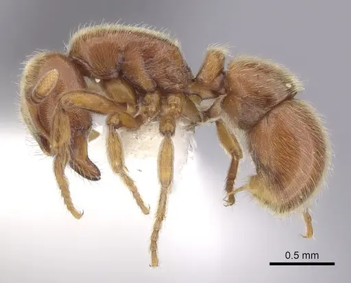 Proceratium politum - CASENT0249262