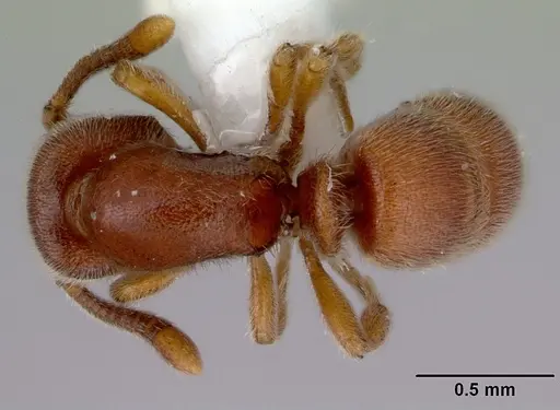 Proceratium pumilio specimen