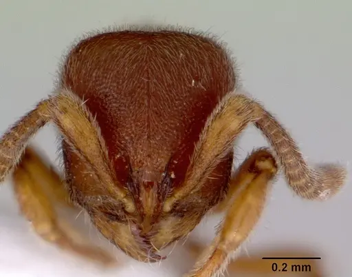 Proceratium pumilio specimen