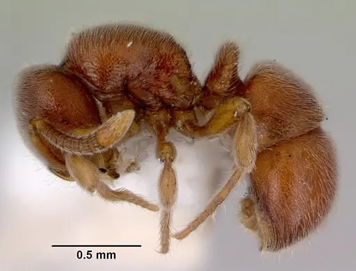 Proceratium pumilio specimen