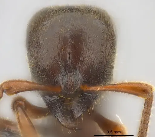 Proceratium relictum specimen