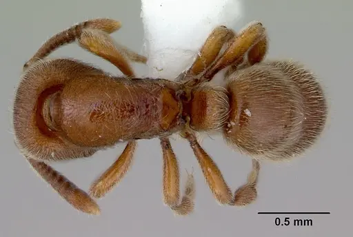 Proceratium robustum specimen