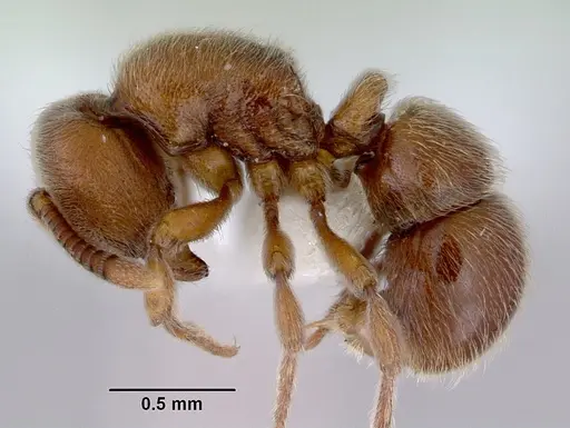 Proceratium robustum specimen