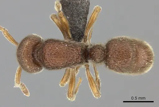 Proceratium sali specimen