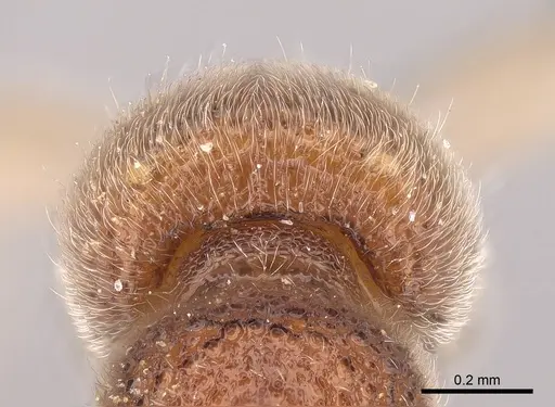 Proceratium sali specimen