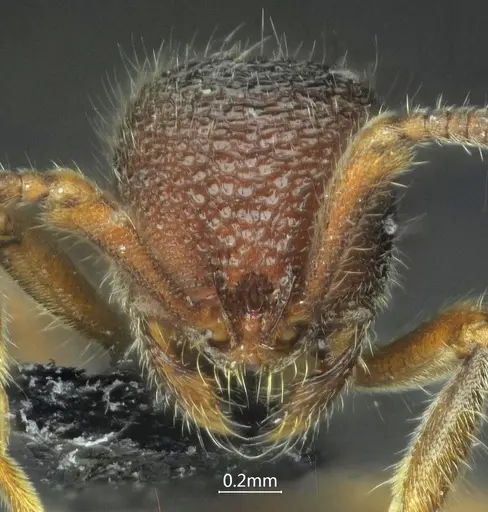 Proceratium shohei specimen