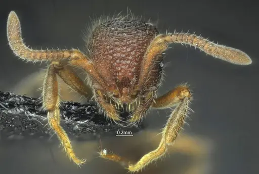 Proceratium shohei specimen