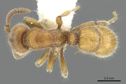 Proceratium siamense specimen