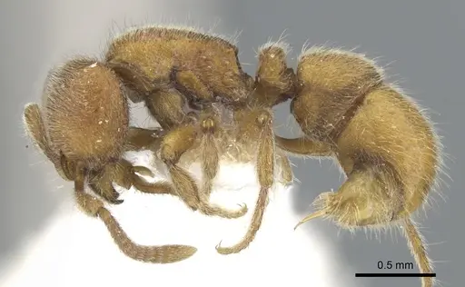 Proceratium siamense specimen