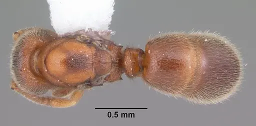 Proceratium silaceum specimen