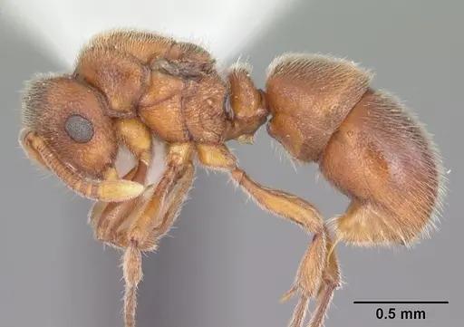 Proceratium silaceum specimen