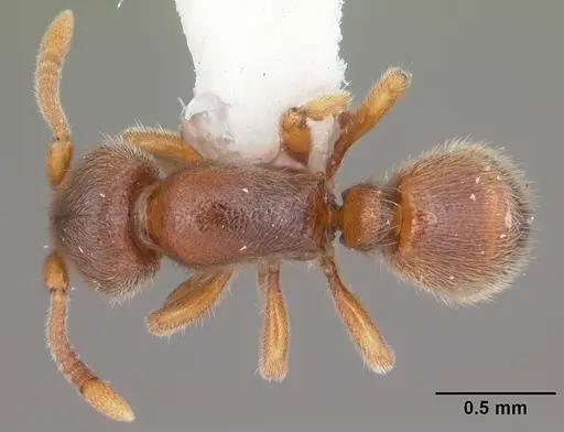 Proceratium silaceum - CASENT0104234