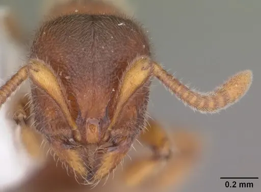 Proceratium silaceum - CASENT0104234