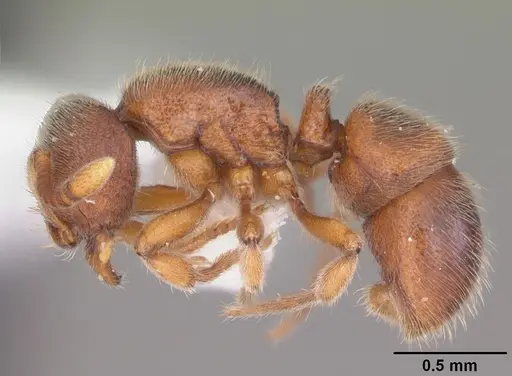 Proceratium silaceum - CASENT0104234