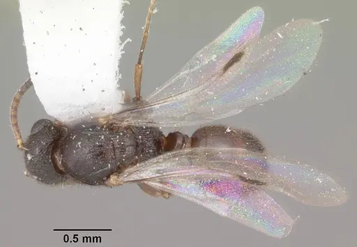 Proceratium silaceum - CASENT0104235