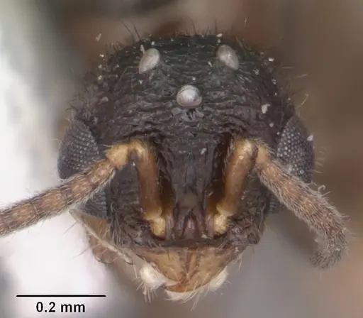 Proceratium silaceum - CASENT0104235