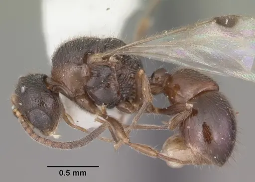 Proceratium silaceum - CASENT0104235