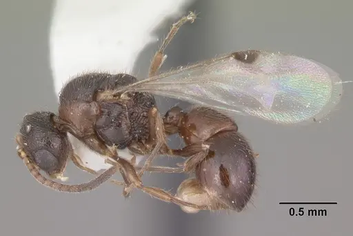 Proceratium silaceum - CASENT0104235