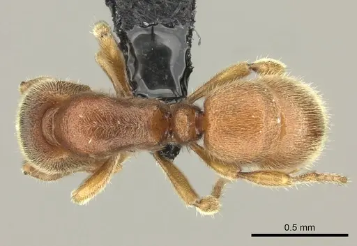 Proceratium silaceum - CASENT0235164