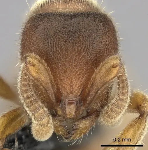 Proceratium silaceum - CASENT0235164