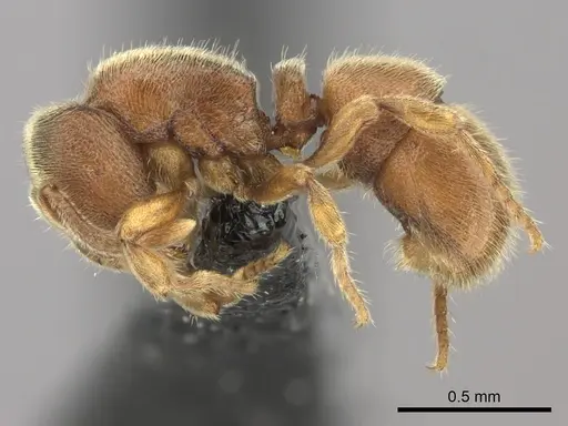 Proceratium silaceum - CASENT0235164