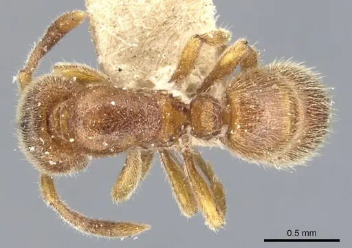 Proceratium silaceum - CASENT0903853