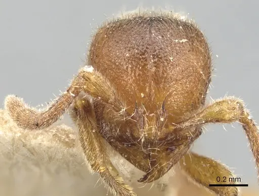 Proceratium silaceum - CASENT0903853