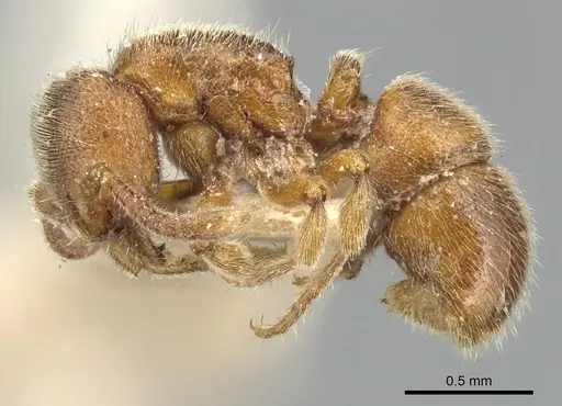 Proceratium silaceum - CASENT0903853