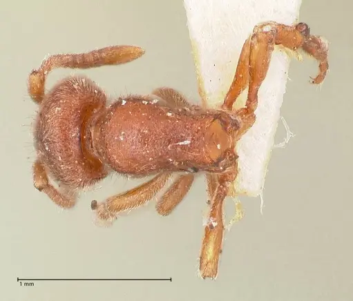 Proceratium silaceum - FOCOL0928