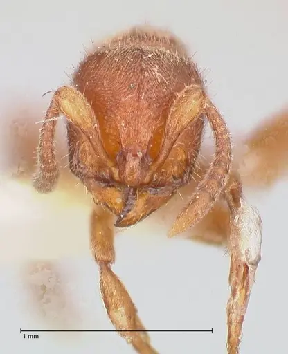 Proceratium silaceum - FOCOL0928