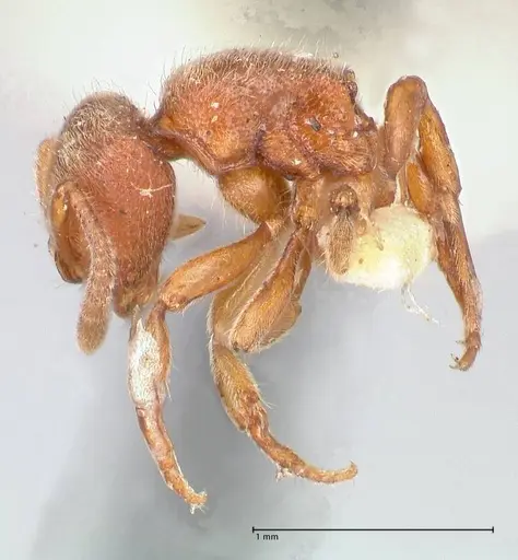 Proceratium silaceum - FOCOL0928