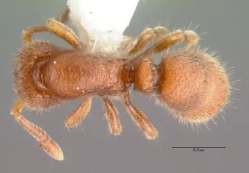 Proceratium silaceum - PSW7415-1