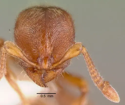 Proceratium silaceum - PSW7415-1