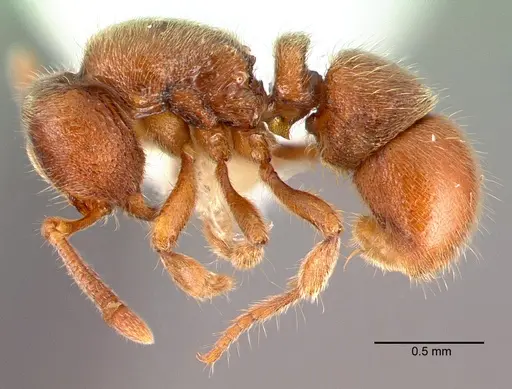 Proceratium silaceum - PSW7415-1