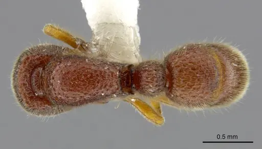 Proceratium sokoke specimen