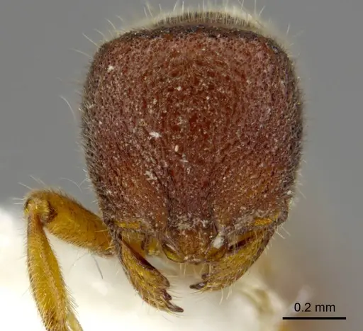 Proceratium sokoke specimen